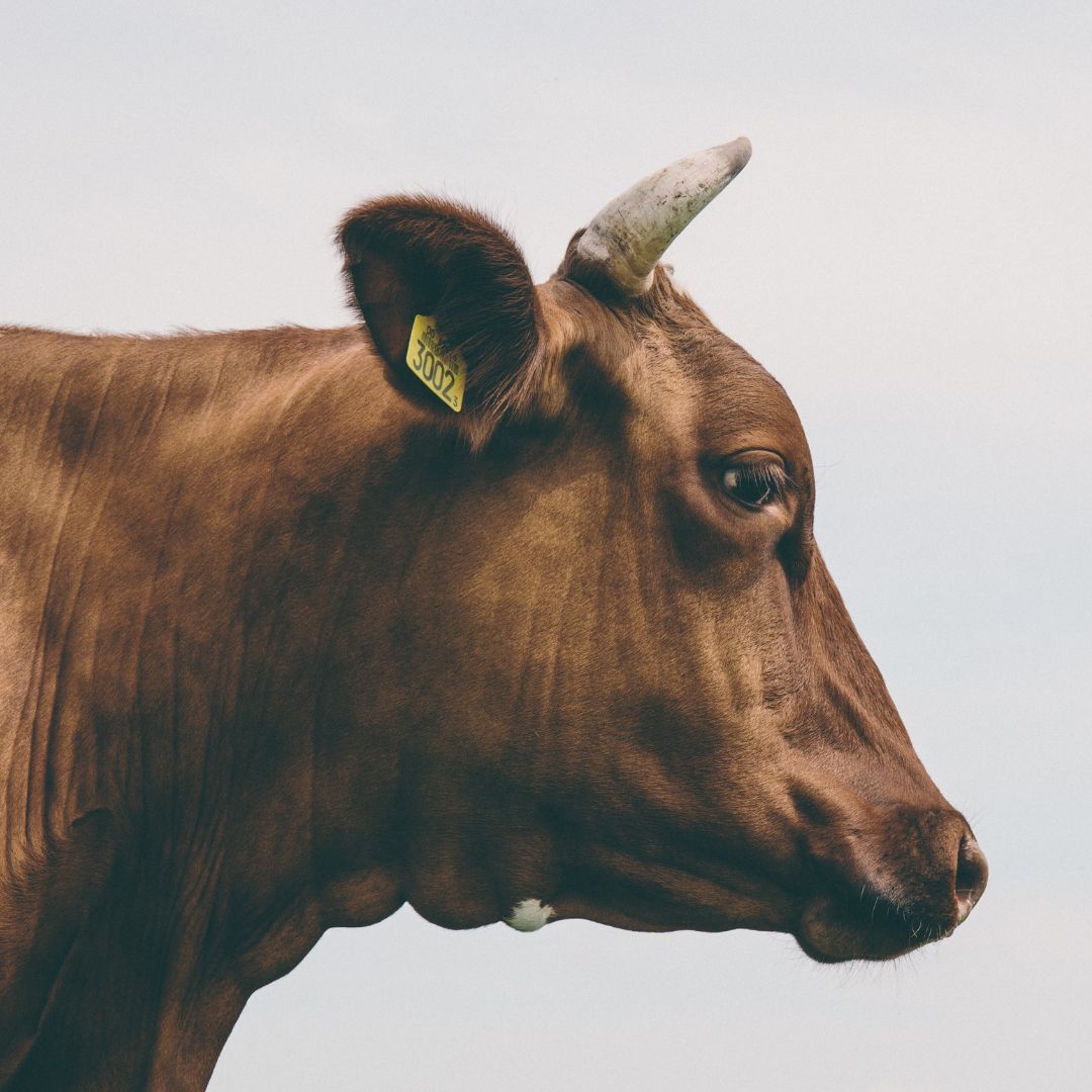 Close-up profile of a brown cow with a yellow ear tag labeled '3002,' facing to the right against a light sky background.